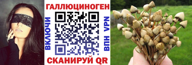 Псилоцибиновые грибы Psilocybe Старый Крым